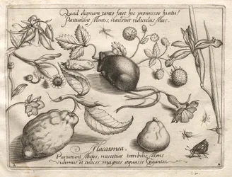 Archetypen und Studien: Was kann im Einklang mit einem solchen höhlenartigen Versprechen entstehen, 1592