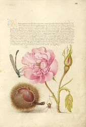 Libelle, Französische Rose, Spanische Kastanie und Spinne