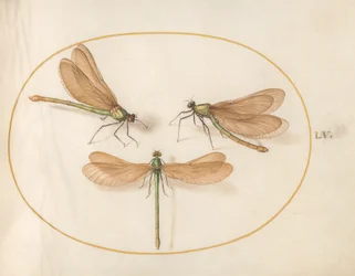 Libelle, ca. 1575-80