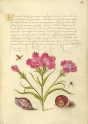 Insekt, Nelke, Spinne, Meeresmollusk und Auge von Santa Lucia