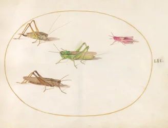 Insekten, ca. 1575-80