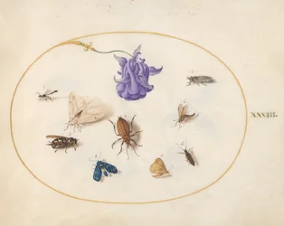 Insekten, ca. 1575-80