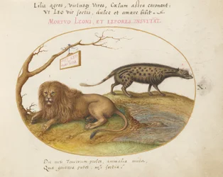 Tafel 10: Ein Löwe und eine Zibetkatze