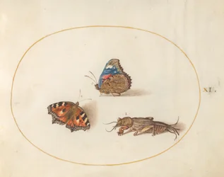 Tafel 11: Kleiner Fuchs und Admiral mit einer Maulwurfsgrille