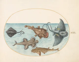 Tafel 13: Zwei Rochen, ein Anglerfisch, ein Seeteufel(?) und ein Engelhai