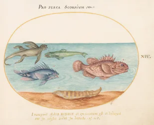 Tafel 14: Ein "Seeaffe", zwei Skorpionfische und zwei andere Fische
