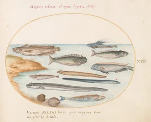 Tafel 17: Ein Kabeljau, Petermännchen, Aale und andere Fische