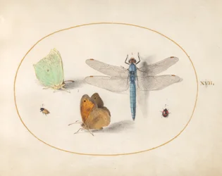 Tafel 17: Schwefel- und Wiesenbrauner(?) Schmetterling, eine Libelle und zwei kleine Insekten