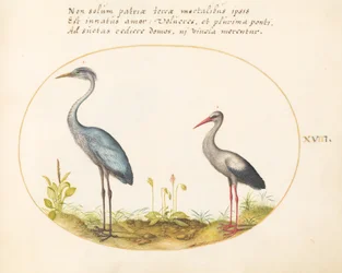 Tafel 18: Reiher und Storch