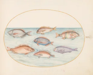 Teller 20: Meerbrasse, Dentex, Sargo und andere Fische