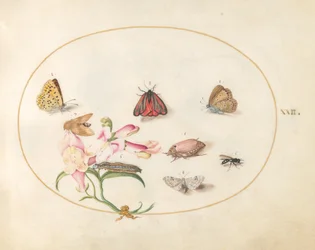Tafel 22: Schmetterlinge mit anderen Insekten und einem Löwenmaul
