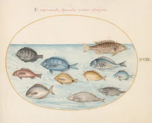 Teller 23: Bream(?) und andere Fische