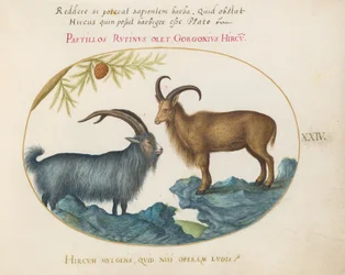 Tafel 24: Ein Wildziege und ein Berberschaf(?)