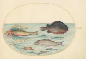 Tafel 24: Fliegender Knurrhahn, männlicher Klumpfisch, Langstachel-Schnabelfisch und andere Fische