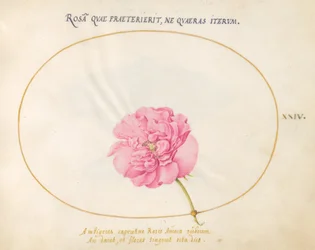 Tafel 24: Rosa Rose