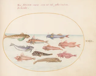 Tafel 26: Knurrhähne, Drachenköpfe und andere Fische