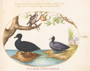 Tafel 27: Eine Ente (?), ein Blässhuhn und ein Rosenfink (?)
