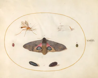 Zwei Motten, zwei Puppen und andere Insekten (Tafel 27)