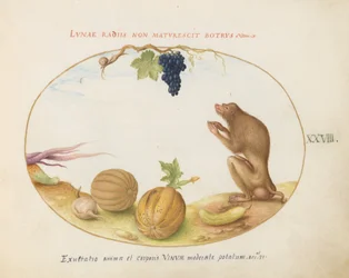 Tafel 28: Ein "Tartarine" (Berberaffe?) mit Frucht und einer Schnecke