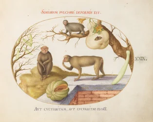 Tafel 29: Zwei Affen, ein "Arctopithecus" (Faultier?) und Früchte