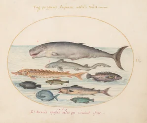 Tafel 2: Pottwal, Stör, Hai und andere Fische