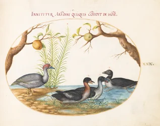 Tafel 30: Eine Moschusente (?), eine vierbeinige Ente und zwei weitere Vögel