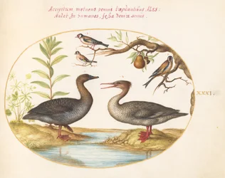 Tafel 31: Ente, Gänsesäger und drei Stieglitze