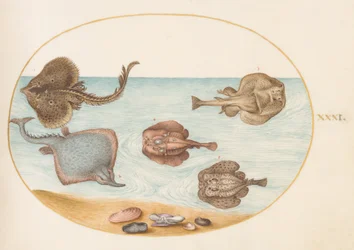 Tafel 31: Marmorierte Zitterrochen mit anderen Rochen, Muscheln und einem Weichtier in seiner Schale