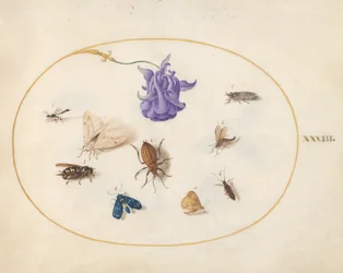 Tafel 33: Motte und Schmetterling mit anderen Insekten und einer Akeleiblume