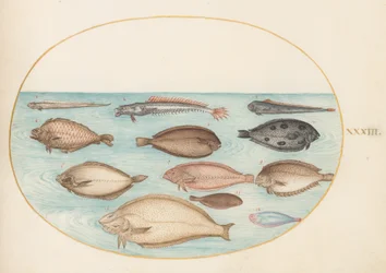 Tafel 33: Seezunge und andere Plattfische mit Bandfisch(?)