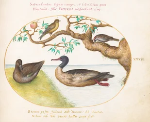 Tafel 35: Weibliche Krickente, Rothalstaucher (?), Spatz und Grünfink (?)