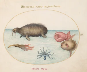 Tafel 3: Ein Walross, ein neubeiniger Oktopus und ein Mondfisch