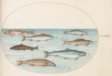 Tafel 40: Lachs, Forelle und Süßwasser(?) Fisch