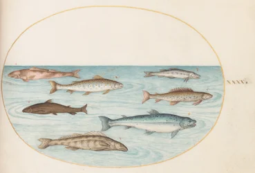 Tafel 40: Lachs, Forelle und Süßwasserfisch(?)