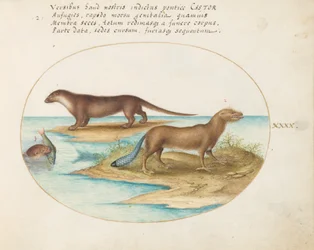 Tafel 40: Zwei Otter und ein Biber