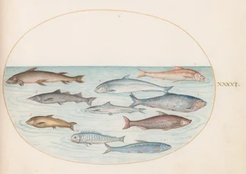 Teller 41: Weißfisch(?) und andere Fische