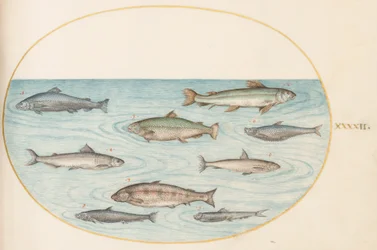 Tafel 42: Neun Fische