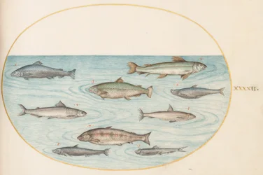 Tafel 42: Neun Fische