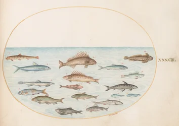 Tafel 43: Fünfzehn Fische