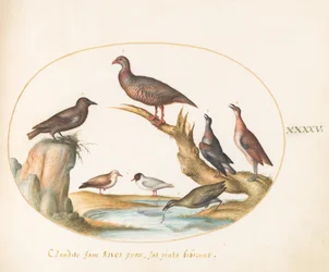 Tafel 45: Möwen und andere Vögel an einem Ufer