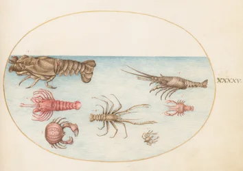 Tafel 45: Hummer, Squilla Mantis und andere Krustentiere