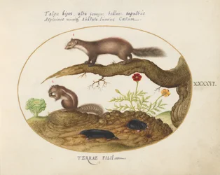Tafel 46: Steinmarder, Streifenhörnchen und Maulwürfe mit einer Ringelblume und einem Salat