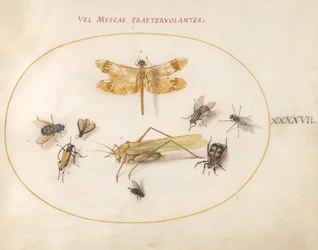 Tafel 47: Eine Libelle, eine Heuschrecke, Stubenfliegen, ein Aaskäfer, ein Blumenbockkäfer und andere Insekten