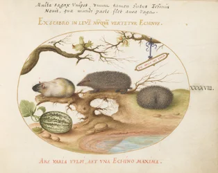Tafel 48: Meerschweinchen und Igel mit Melone und Haselnüssen