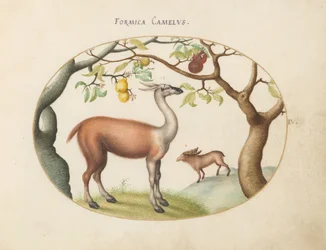 Tafel 4: Lama und Elch