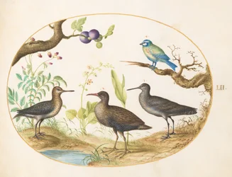 Tafel 52: Blaumeise mit drei Watvögeln und einem Feigenbaum