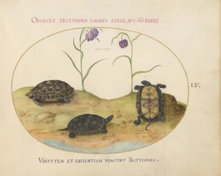 Tafel 55: Drei Schildkröten und zwei Fritillarien