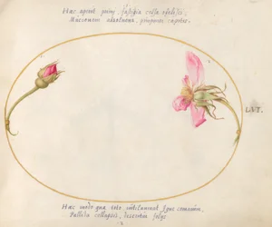 Tafel 56: Eine Rosenknospe und eine zerfallende rosa Rose