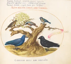 Tafel 61: Blaue Krähe(?), Dohle, Meise und andere Vögel