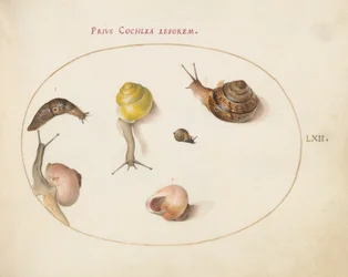 Tafel 62: Eine Schnecke mit Schnecken